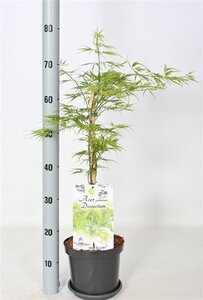 Acer pal. 'Dissectum' 30-40 cm cont. 3,0L - afbeelding 9