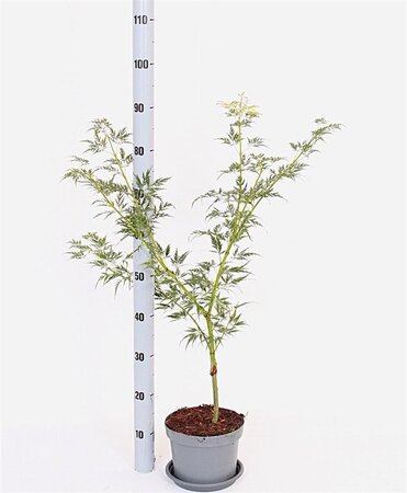 Acer pal. 'Dissectum' 30-40 cm cont. 3,0L - afbeelding 4