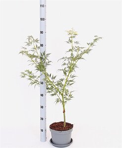 Acer pal. 'Dissectum' 30-40 cm cont. 3,0L - afbeelding 4