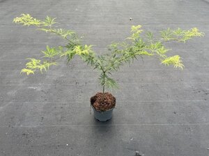 Acer pal. 'Dissectum' 30-40 cm cont. 3,0L - afbeelding 8