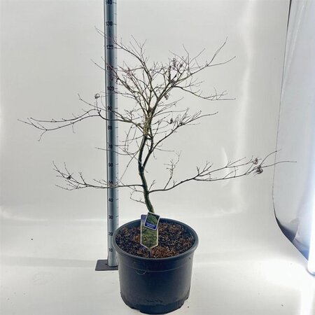 Acer pal. 'Dissectum' 50-60 cm cont. 35L - afbeelding 4