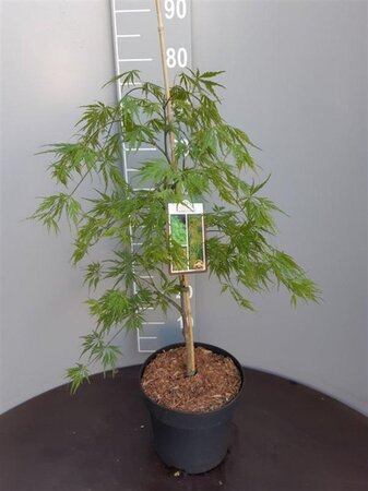 Acer pal. 'Dissectum' 50-60 cm cont. 7,5L