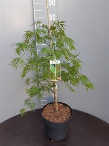 Acer pal. 'Dissectum' 50-60 cm cont. 7,5L