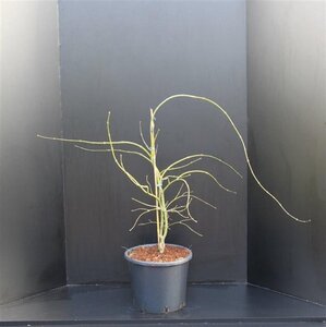 Acer pal. 'Dissectum' 60-80 cm cont. 10L - afbeelding 3