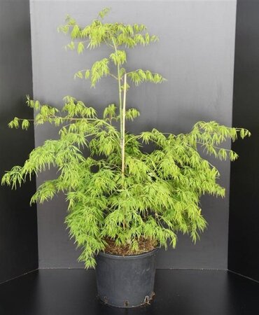 Acer pal. 'Dissectum' 60-80 cm cont. 10L - afbeelding 4