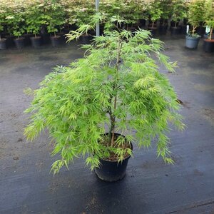 Acer pal. 'Dissectum' 60-80 cm cont. 10L - image 2