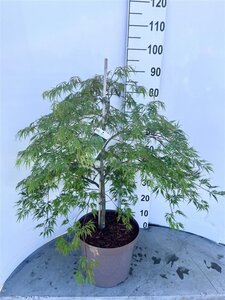Acer pal. 'Dissectum' 60-80 cm cont. 10L