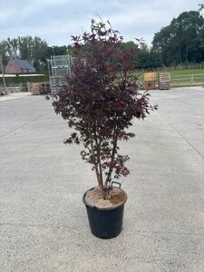 Acer pal. 'Fireglow' 125-150 cm cont. 30L