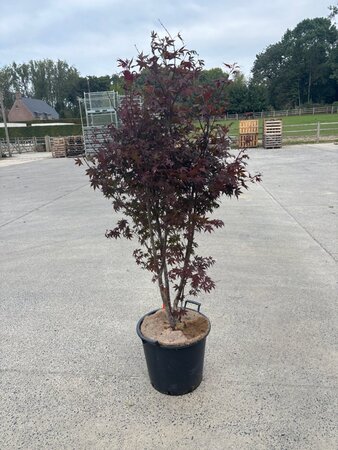 Acer pal. 'Fireglow' 125-150 cm cont. 30L - image 1