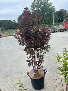 Acer pal. 'Fireglow' 125-150 cm cont. 30L - image 2