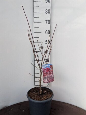 Acer pal. 'Fireglow' 50-60 cm cont. 7,5L