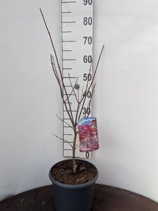 Acer pal. 'Fireglow' 50-60 cm cont. 7,5L