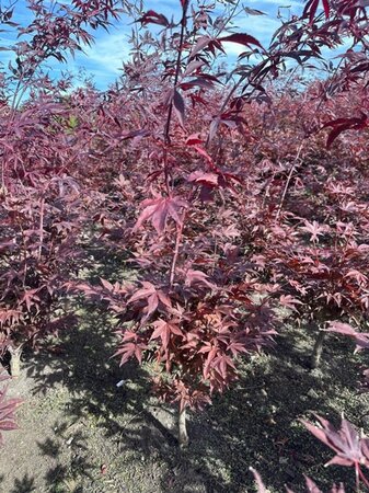 Acer pal. 'Fireglow' 60-80 cm met kluit