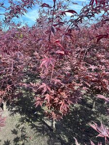 Acer pal. 'Fireglow' 60-80 cm met kluit