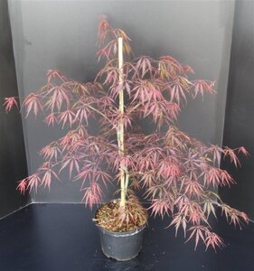 Acer pal. 'Garnet' 40-50 cm cont. 5,0L - afbeelding 8
