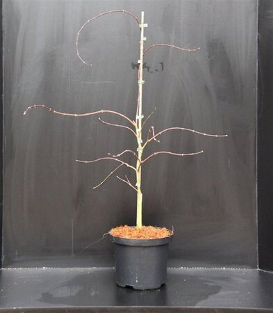 Acer pal. 'Garnet' 40-50 cm cont. 5,0L - afbeelding 9