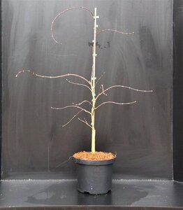 Acer pal. 'Garnet' 40-50 cm cont. 5,0L - afbeelding 9