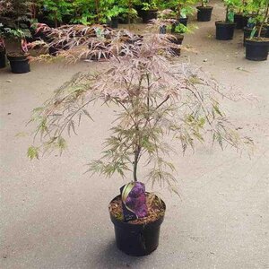 Acer pal. 'Garnet' 40-50 cm cont. 5,0L - afbeelding 4