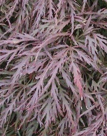Acer pal. 'Garnet' 40-50 cm cont. 5,0L - afbeelding 2