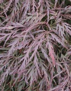 Acer pal. 'Garnet' 40-50 cm cont. 5,0L - afbeelding 2