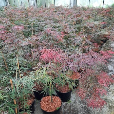Acer pal. 'Garnet' 40-50 cm cont. 5,0L - afbeelding 6
