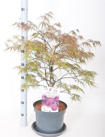 Acer pal. 'Garnet' 50-60 cm cont. 7,5L - afbeelding 2