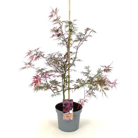 Acer pal. 'Garnet' 50-60 cm cont. 7,5L - afbeelding 5