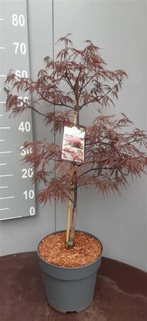 Acer pal. 'Garnet' 50-60 cm cont. 7,5L - afbeelding 1