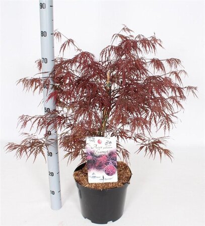Acer pal. 'Garnet' 50-60 cm cont. 7,5L - afbeelding 3