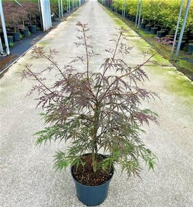 Acer pal. 'Garnet' 50-60 cm cont. 7,5L - afbeelding 4