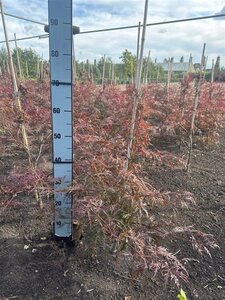 Acer pal. 'Garnet' 50-60 cm met kluit
