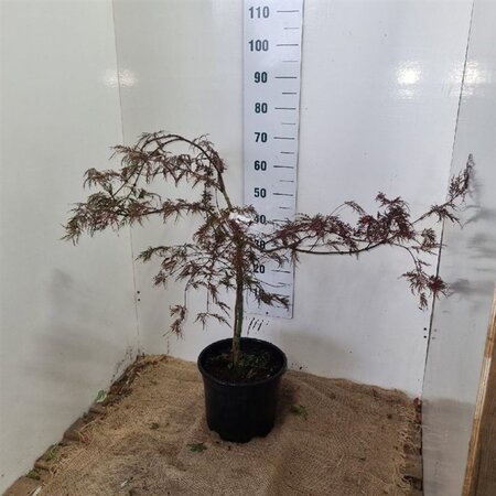 Acer pal. 'Garnet' 60-80 cm cont. 12L - image 1