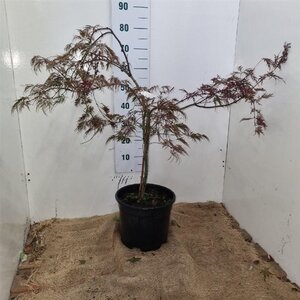 Acer pal. 'Garnet' 60-80 cm cont. 12L - image 2
