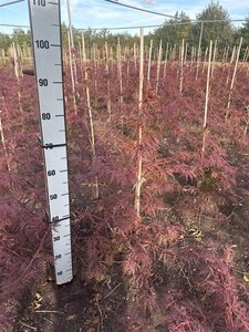 Acer pal. 'Garnet' 60-80 cm met kluit
