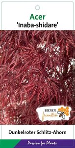 Acer pal. 'Inaba-shidare' 40-50 cm cont. 4,0L