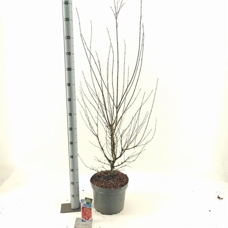 Acer pal. 'Jerre Schwartz' 70-80 cm cont. 10L - afbeelding 5