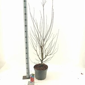 Acer pal. 'Jerre Schwartz' 70-80 cm cont. 10L - afbeelding 5