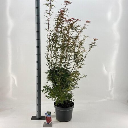 Acer pal. 'Jerre Schwartz' 70-80 cm cont. 10L - afbeelding 4