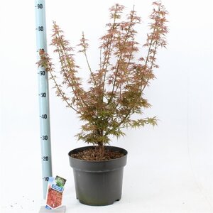 Acer pal. 'Jerre Schwartz' 70-80 cm cont. 10L - afbeelding 2