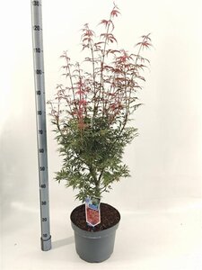 Acer pal. 'Jerre Schwartz' 70-80 cm cont. 10L - afbeelding 3