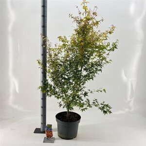 Acer pal. 'Katsura' 60-70 cm cont. 10L - afbeelding 4