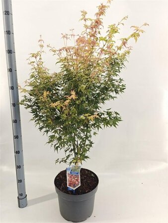 Acer pal. 'Katsura' 60-70 cm cont. 10L - afbeelding 3
