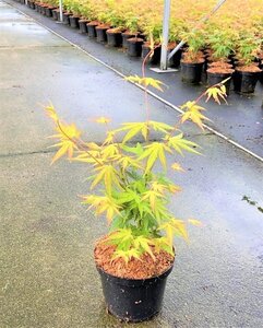 Acer pal. 'Orange Dream' 30-40 cm cont. 3,0L