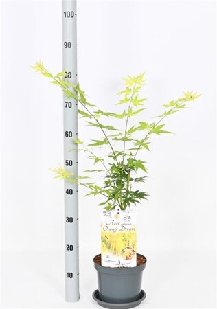 Acer pal. 'Orange Dream' 30-40 cm cont. 3,0L - afbeelding 2