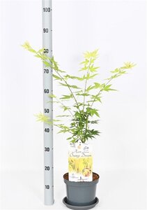 Acer pal. 'Orange Dream' 30-40 cm cont. 3,0L - afbeelding 2