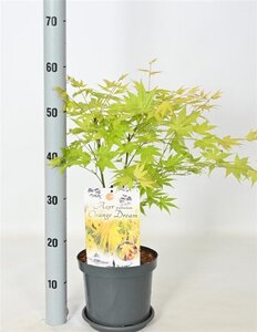 Acer pal. 'Orange Dream' 30-40 cm cont. 3,0L - afbeelding 3