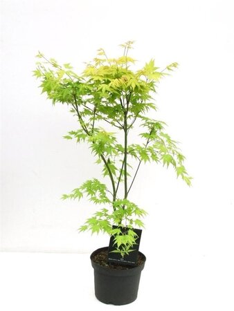 Acer pal. 'Orange Dream' 50-60 cm cont. 5,0L - afbeelding 1