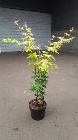 Acer pal. 'Orange Dream' 50-60 cm cont. 5,0L - afbeelding 3
