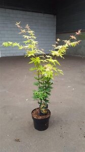 Acer pal. 'Orange Dream' 50-60 cm cont. 5,0L - afbeelding 3