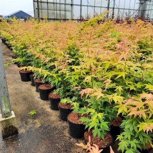 Acer pal. 'Orange Dream' 60-80 cm cont. 5,0L - afbeelding 3